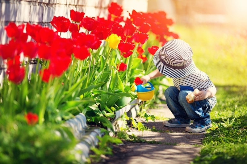 Little child walking near tulips on the flower bed in beautiful spring day. Baby boy outdoors in the garden with watering can. Should you buy air purifiers or air cleaners?